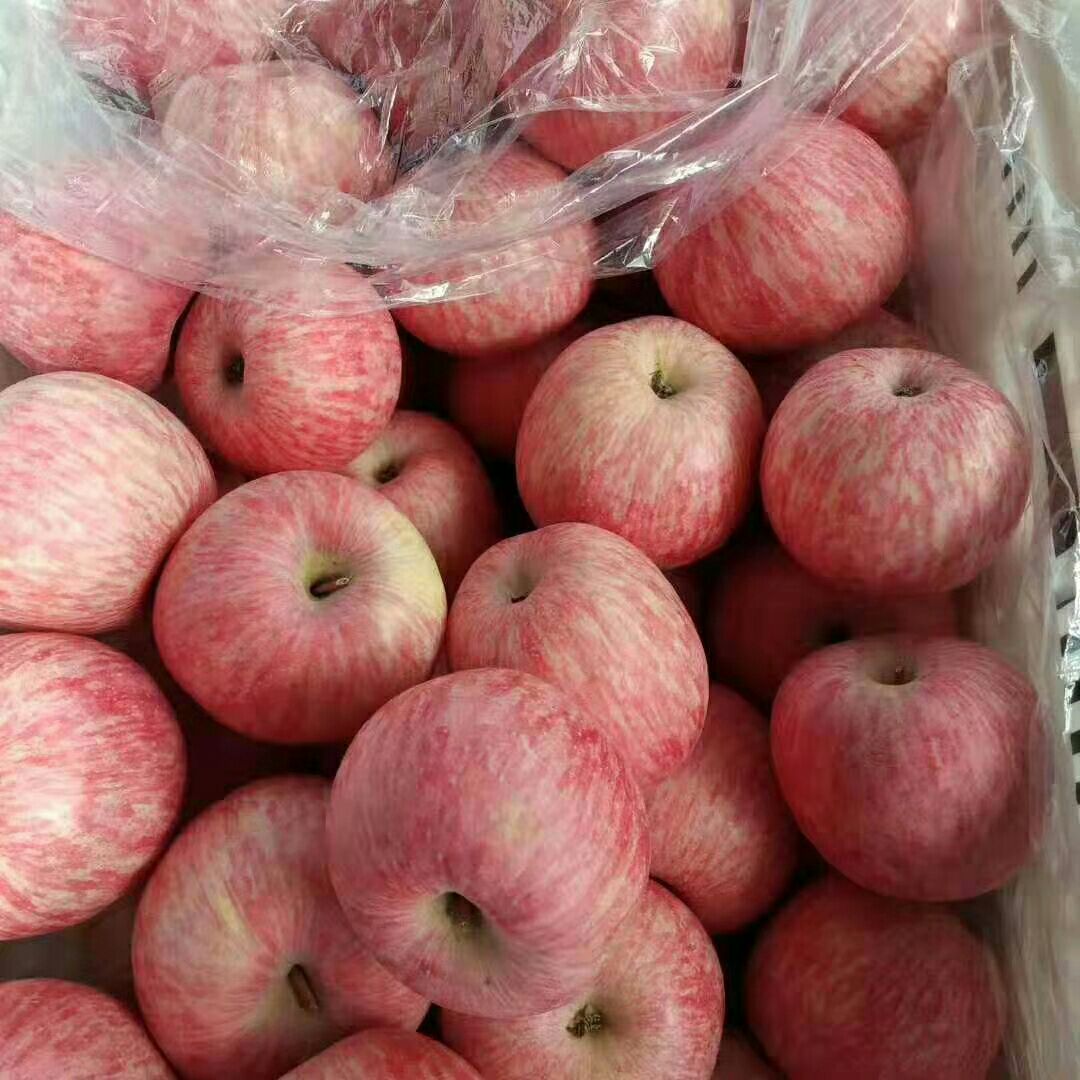 山东红富士苹果 精品红富士苹果 红富士苹果 水晶红富士