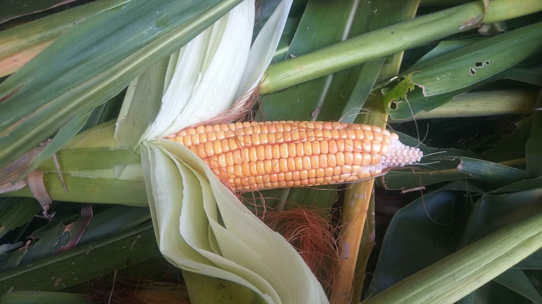 全株玉米青贮 纯中药发酵青贮玉米饲料