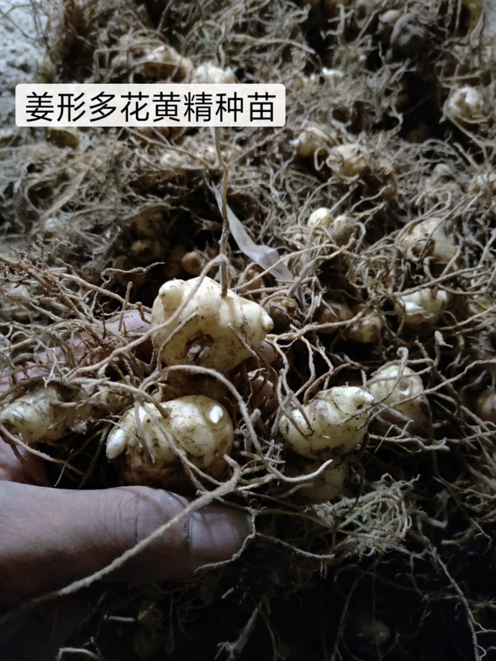 绥宁县甜黄精  黄精种苗