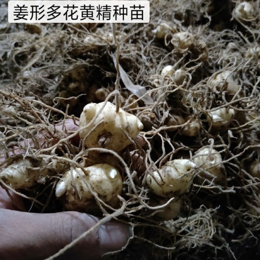 绥宁县甜黄精  黄精种苗