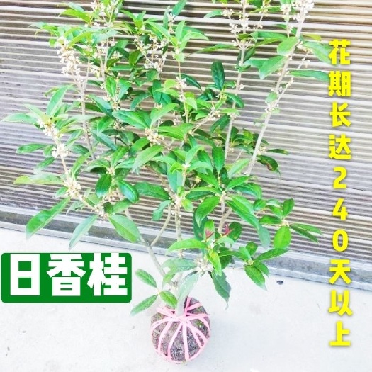 桂花树日香桂正宗日香桂花期长达240天以上【小苗就能开花】