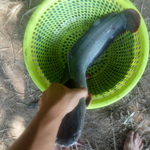 博白县埃及塘鲺  埃及塘角鱼出售，需要的联系我。