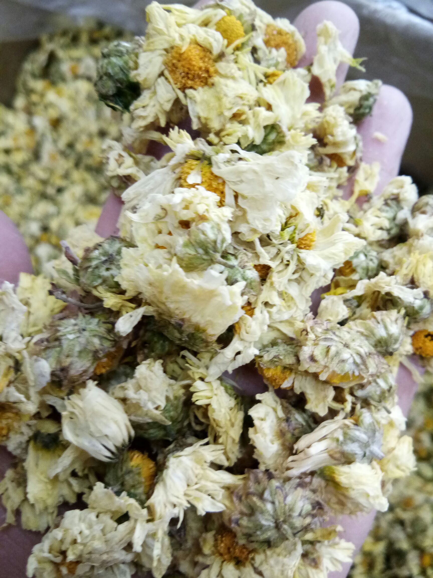 菊花茶    桐乡夏季清火 泡水散装现货实拍