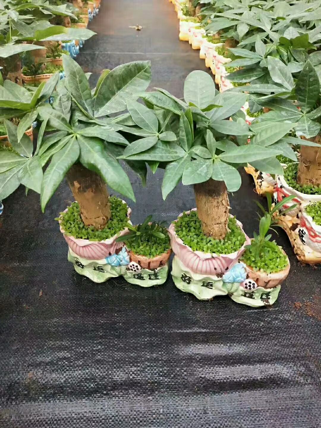  陶瓷小森林发财树