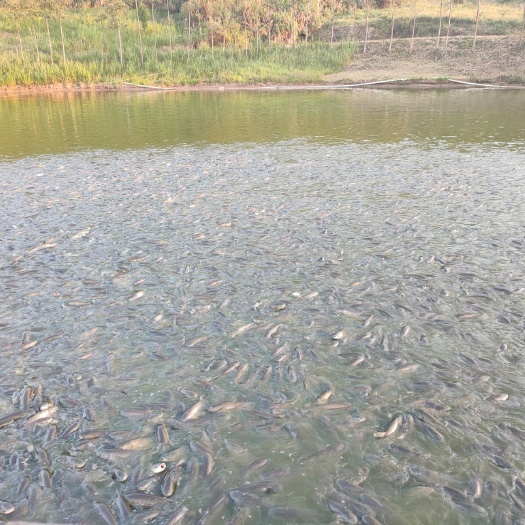 连州市池塘草鱼 成鱼出售