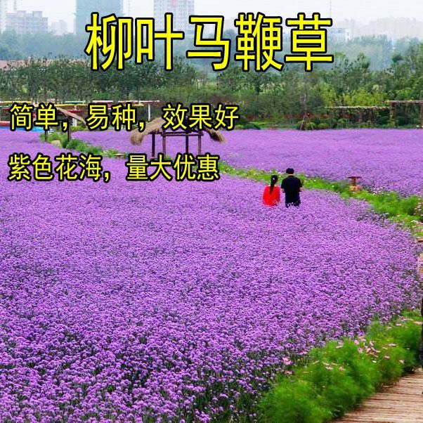 马鞭草种子批发 柳叶马鞭草种子多年生宿根草花种子景观绿化花海婚纱摄影观花种价格46元 袋 惠农网触屏版