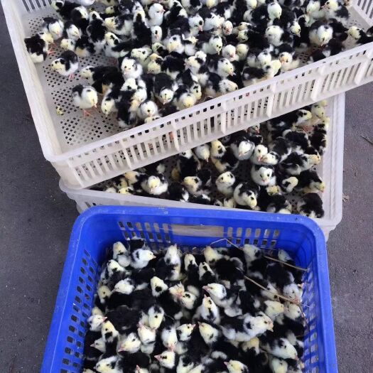 南宁贵妃鸡苗 品种正宗 质量保证 包打疫苗 全国发货