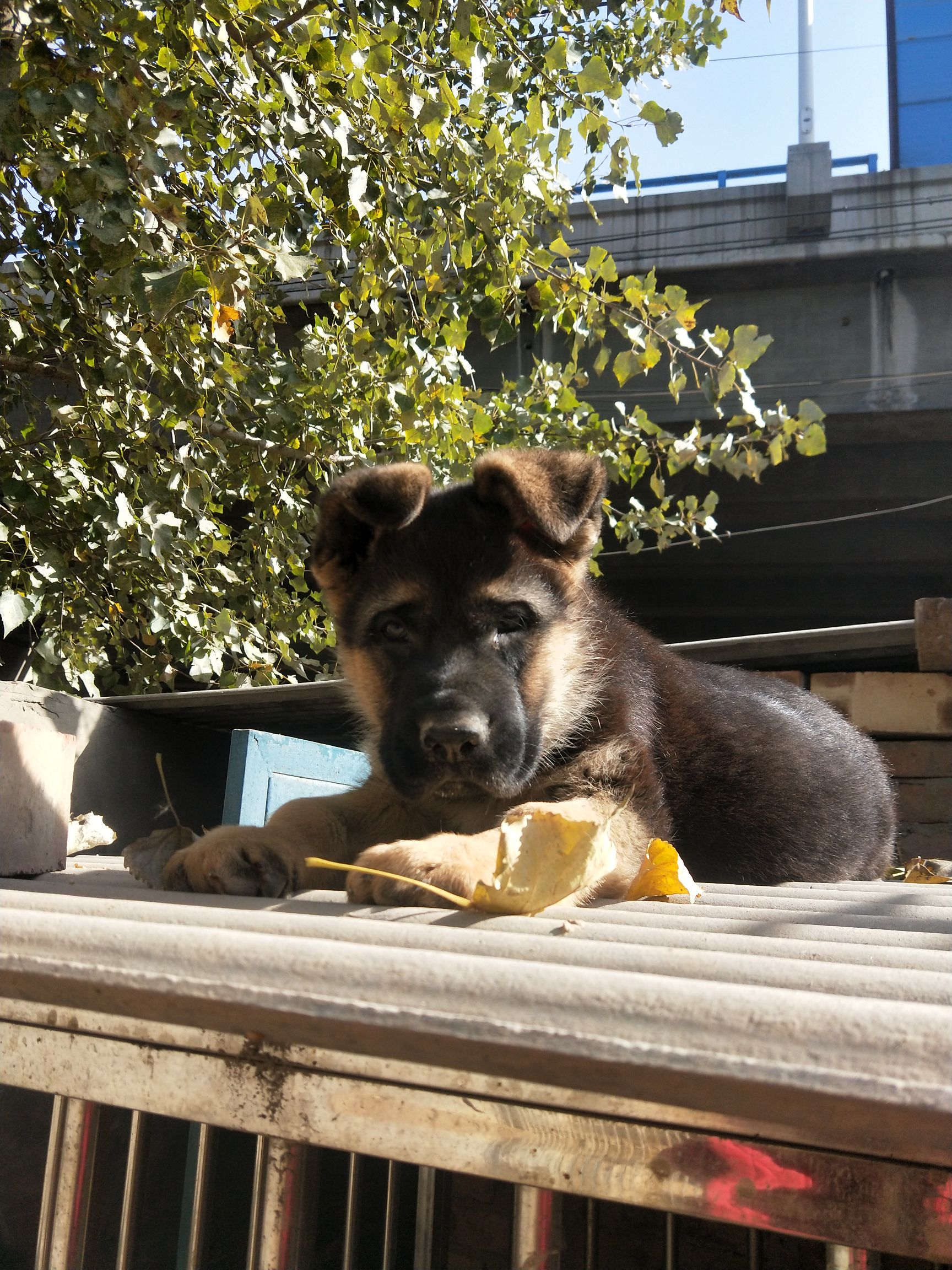 德国牧羊狗 錘系牧羊犬，疫苗已做，虫已驱，