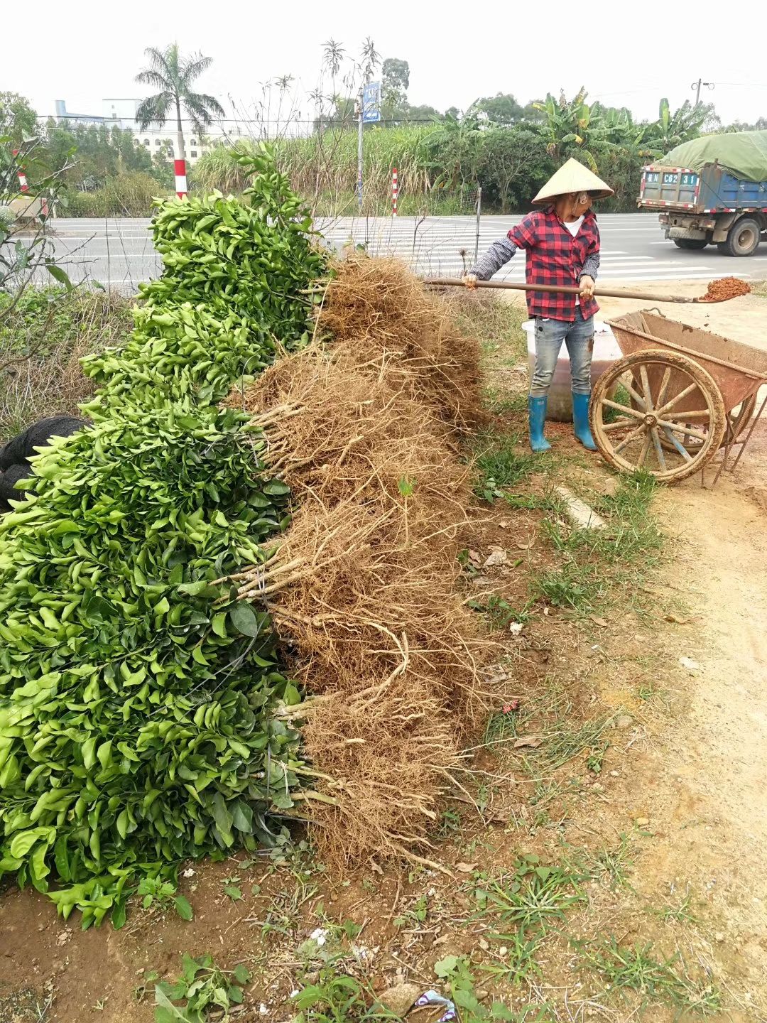 沙糖桔苗 砂糖橘苗，有需要的联系我