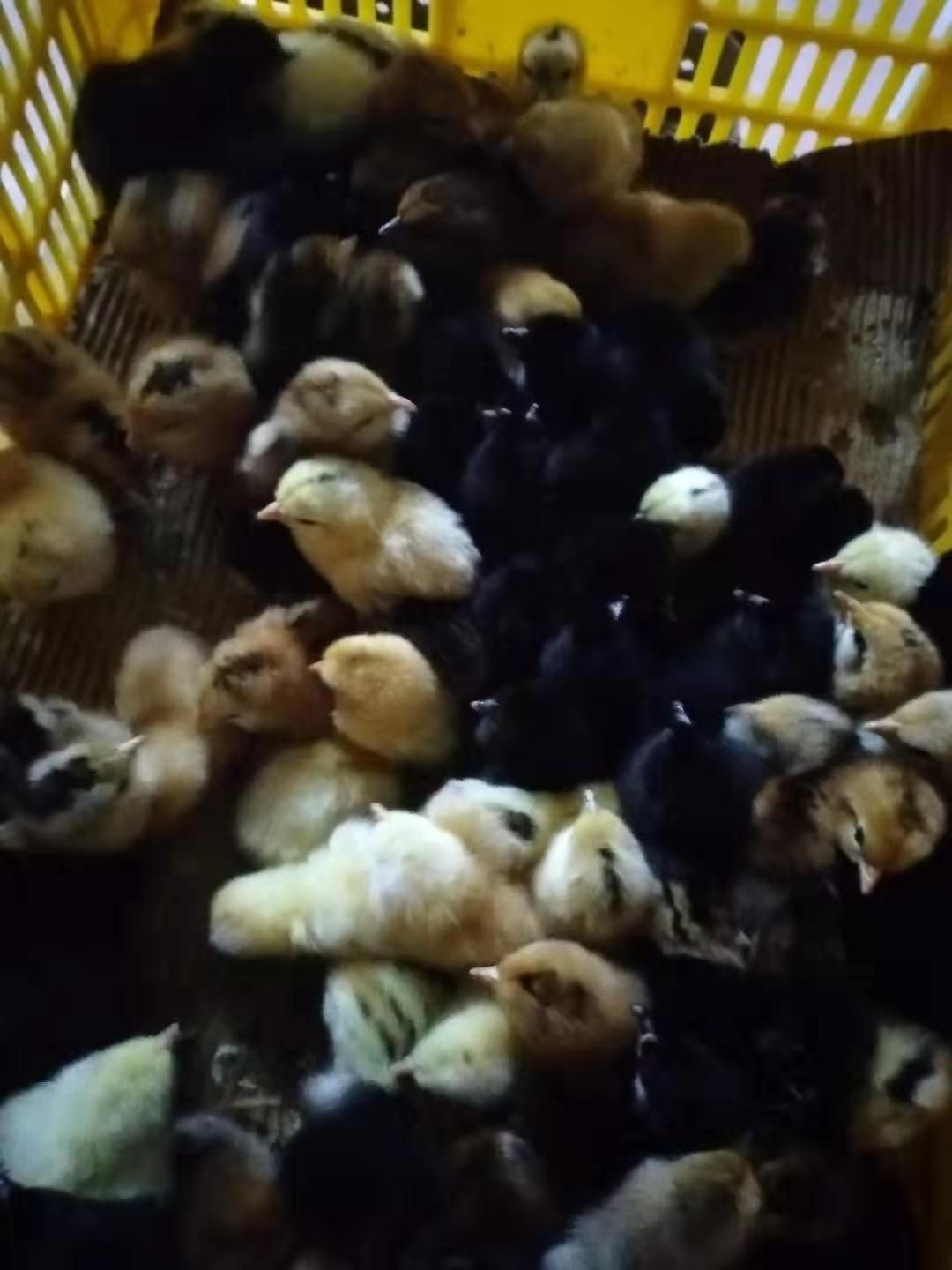  麻羽高产绿壳蛋鸡苗