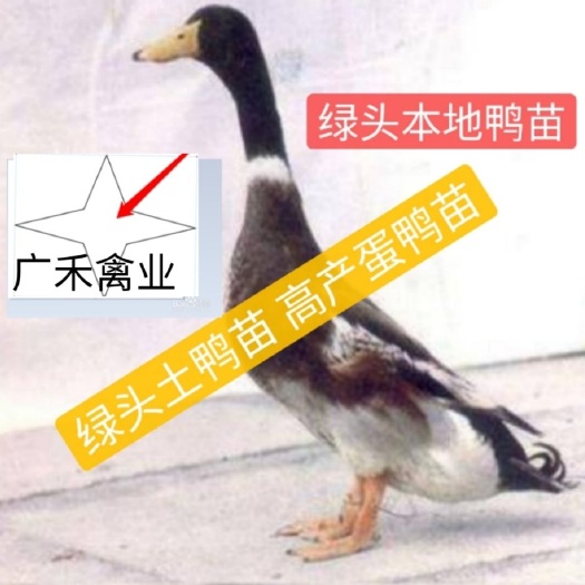 南宁 本地土鸭苗(绿头高产蛋鸭苗) 孵化场直销价格优惠 假一赔十