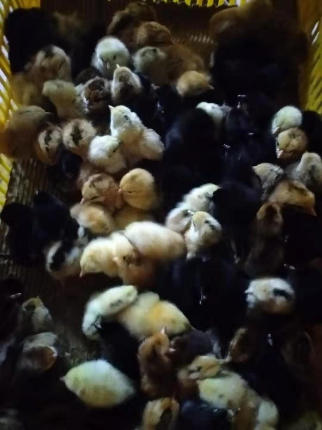  麻羽高产绿壳蛋鸡苗