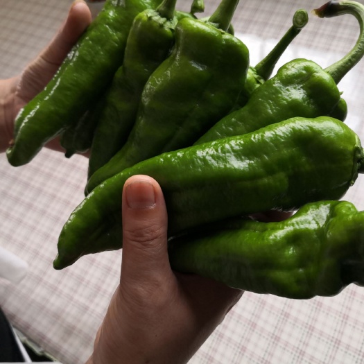 平湖市薄皮椒 15~20cm 微辣 靑色