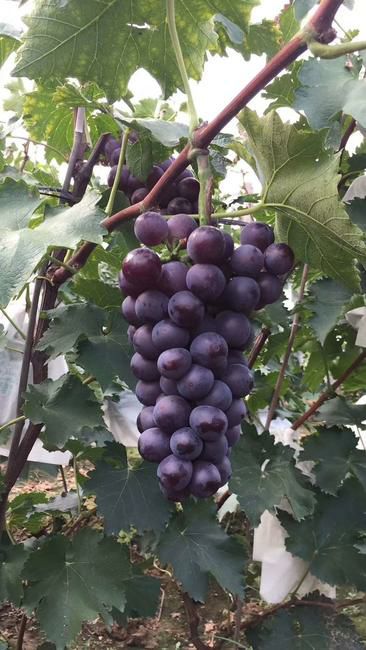  辽峰葡萄苗 可实地考察 可签订合同 死苗免费补发提供种植技术