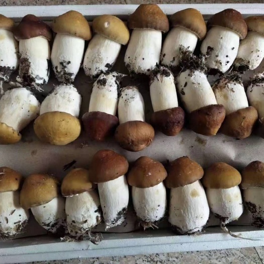 广州 大量姬松茸，六斤装精品