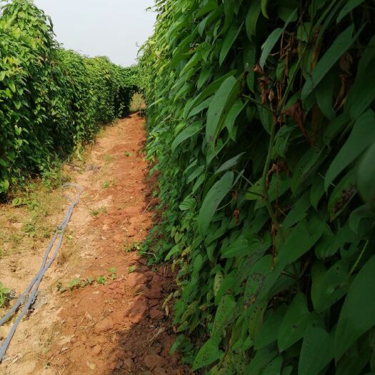 贵港紫玉淮山山药 出售批发紫淮山
