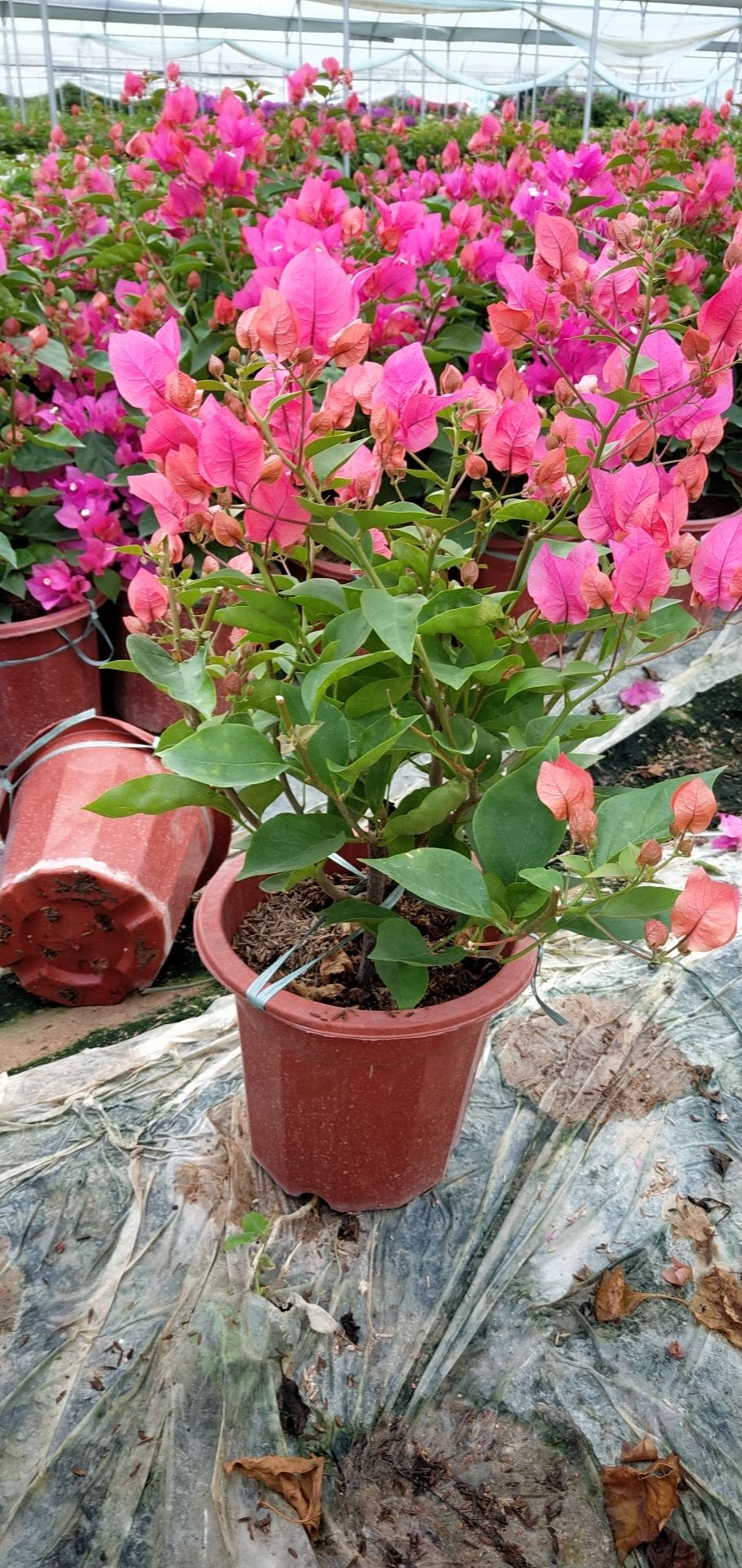 同安红三角梅 同安红 又名水红 盆苗