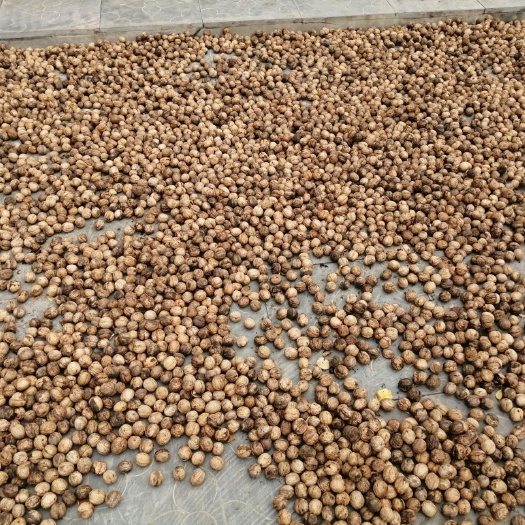 邯郸 薄皮香玲核桃