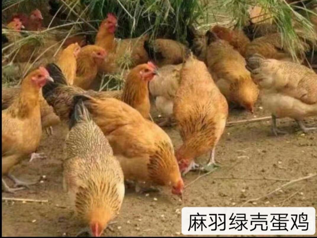  麻羽高产绿壳蛋鸡苗