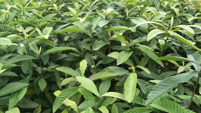 解放钟枇杷苗  解放种枇杷苗 枇杷苗，枇杷实生苗   枇杷苗