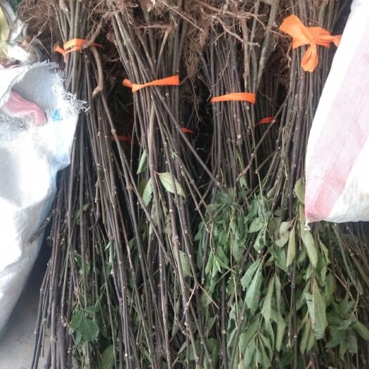 郎溪县吴茱萸苗 天气转晴，正是种植季节，欢你选购