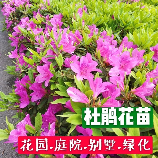 咸宁苗圃直销 杜鹃苗 毛鹃 春鹃 批发价