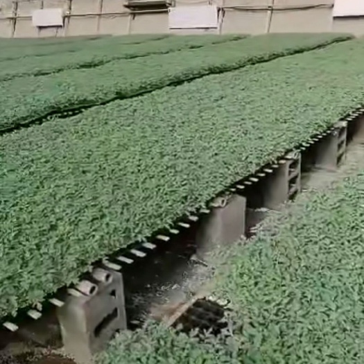 寿光市 小番茄苗，菜椒苗、辣椒苗黄瓜苗
