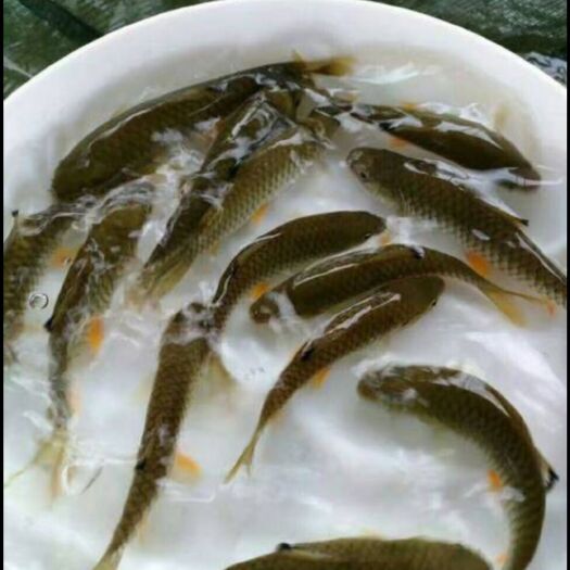 博罗县 军鱼苗，青竹鱼苗