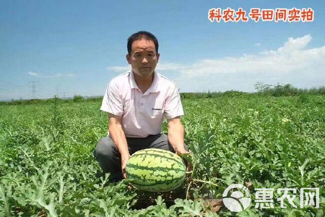  科农九号西瓜种子中晚熟大果红瓤高糖椭圆皮韧抗重茬春季基地用