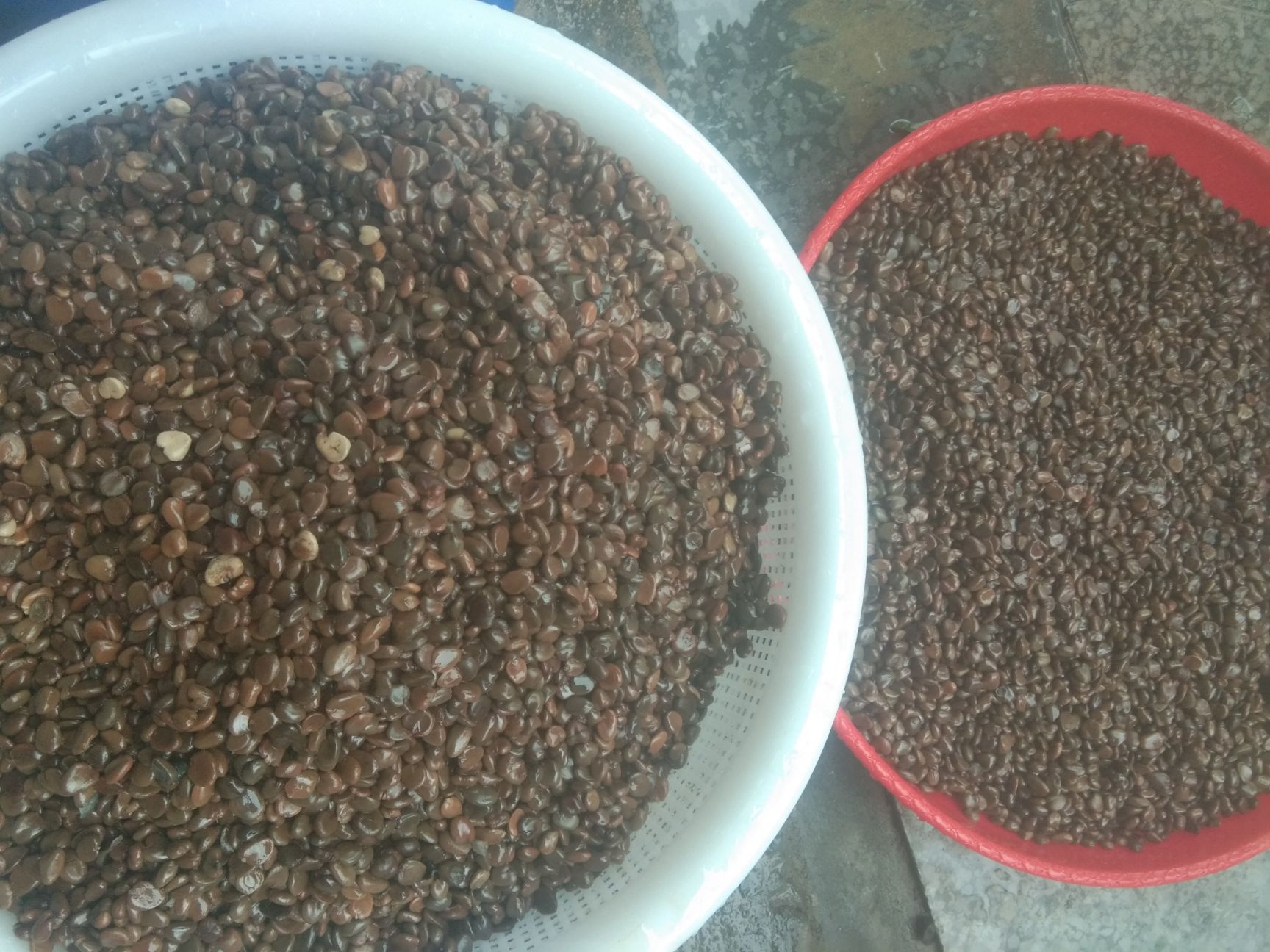 通道侗族自治县黑老虎种子 布福娜提供技术优质品种好的品种育出好的苗子