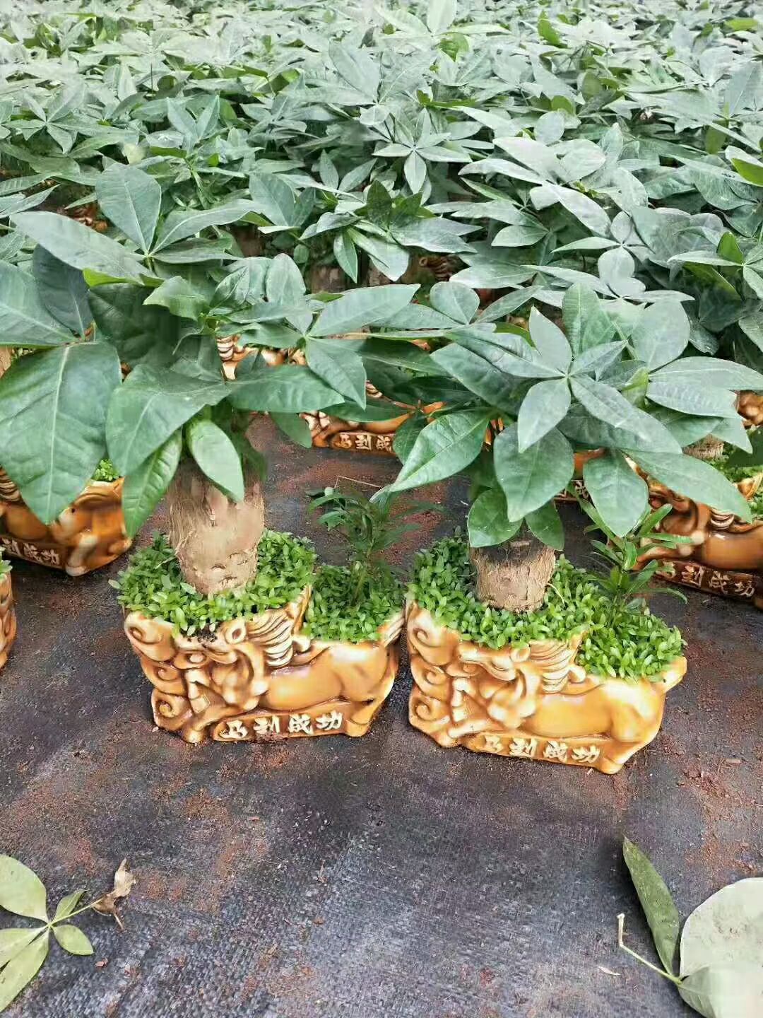  陶瓷小森林发财树
