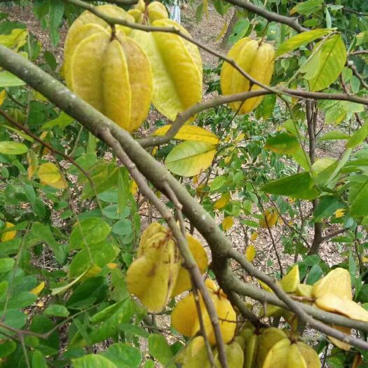 甜杨桃树  无酸味一年四季挂果  种植第二年结果