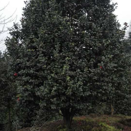 高县 茶花批发地径13一15㎝高5一6米冠3一3米5。大量