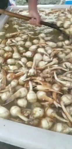 丹阳市白肉慈菇 50~70g