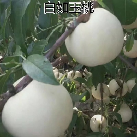 平邑县白如玉桃树苗 白如玉桃苗
