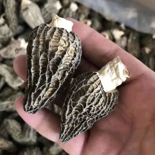 汕头羊肚菌 干货