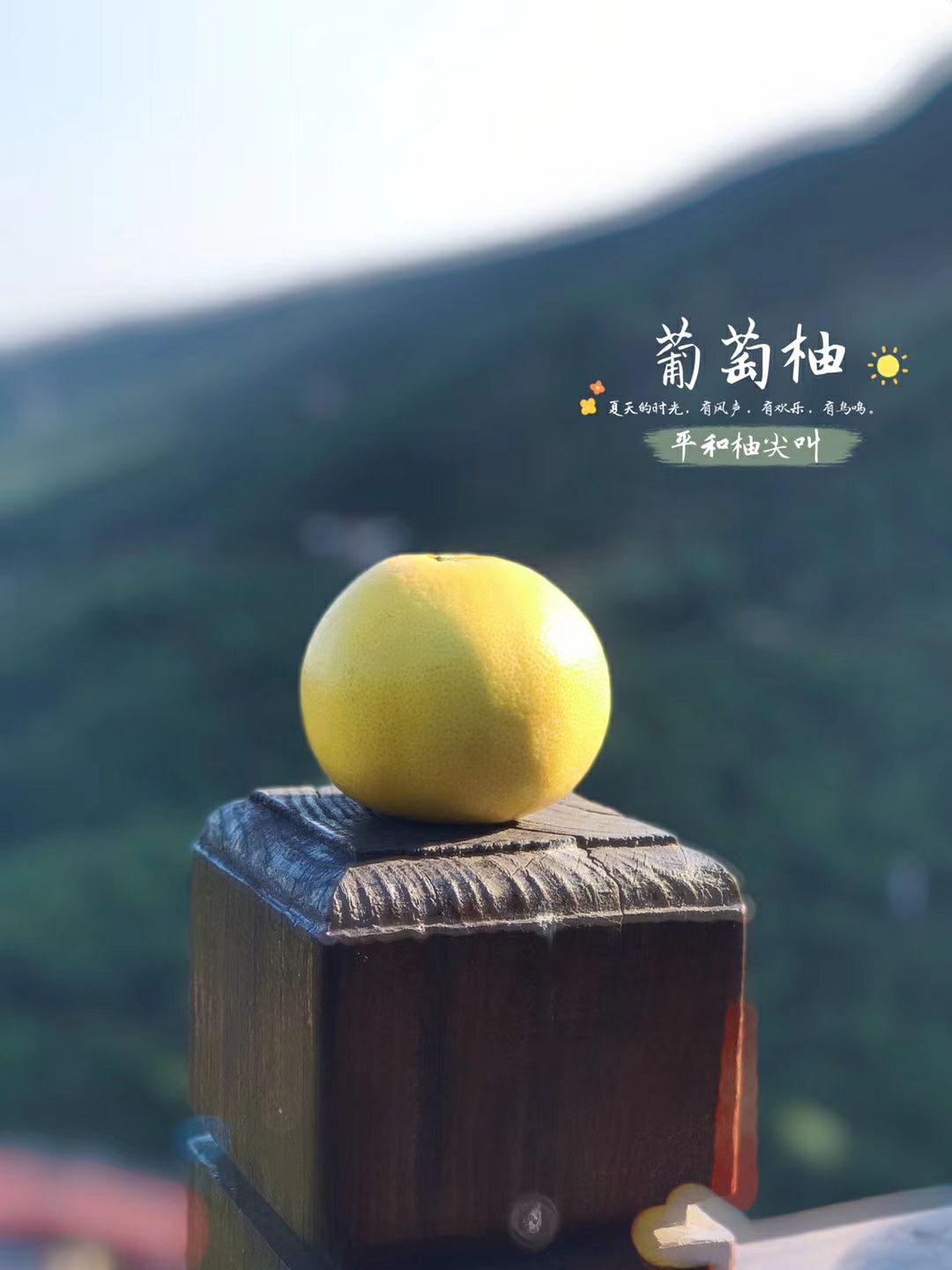 葡萄柚