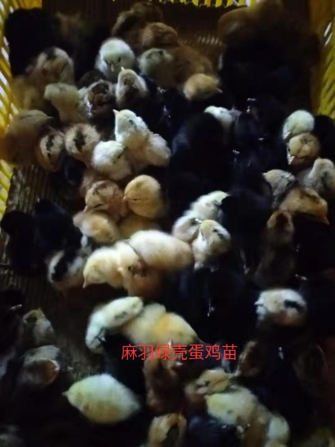  麻羽高产绿壳蛋鸡苗