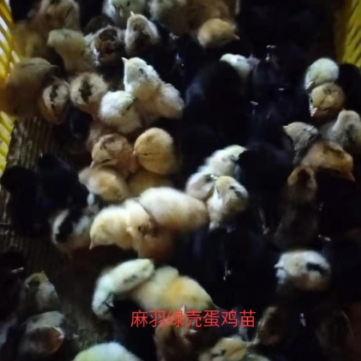 广州 麻羽高产绿壳蛋鸡苗