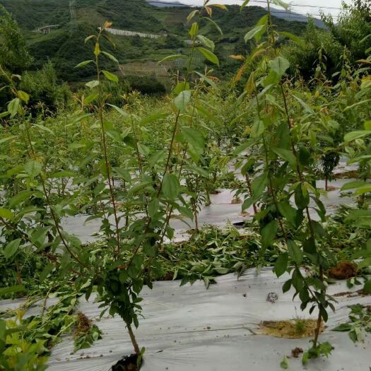 茂县 茂县青脆李苗