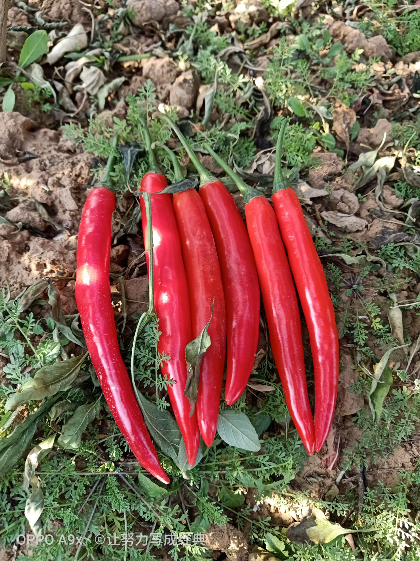 大果美人椒种子早熟硬度好果大长18公分