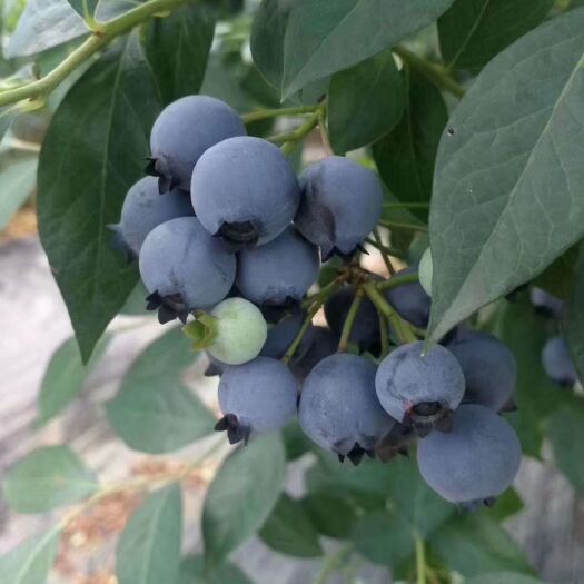 诸暨市 蓝莓苗