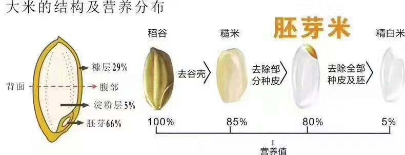 肇源县 东北小粒香胚芽米