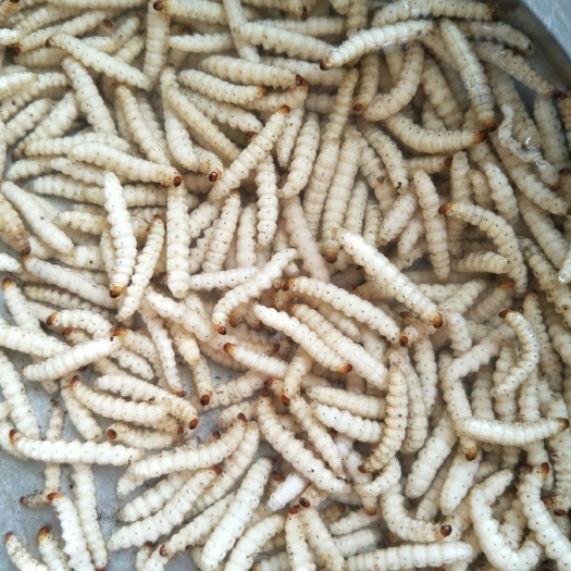景洪市竹虫  舌尖上的美味——食用虫