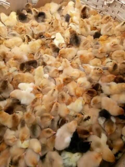 枣阳市 优质土鸡苗