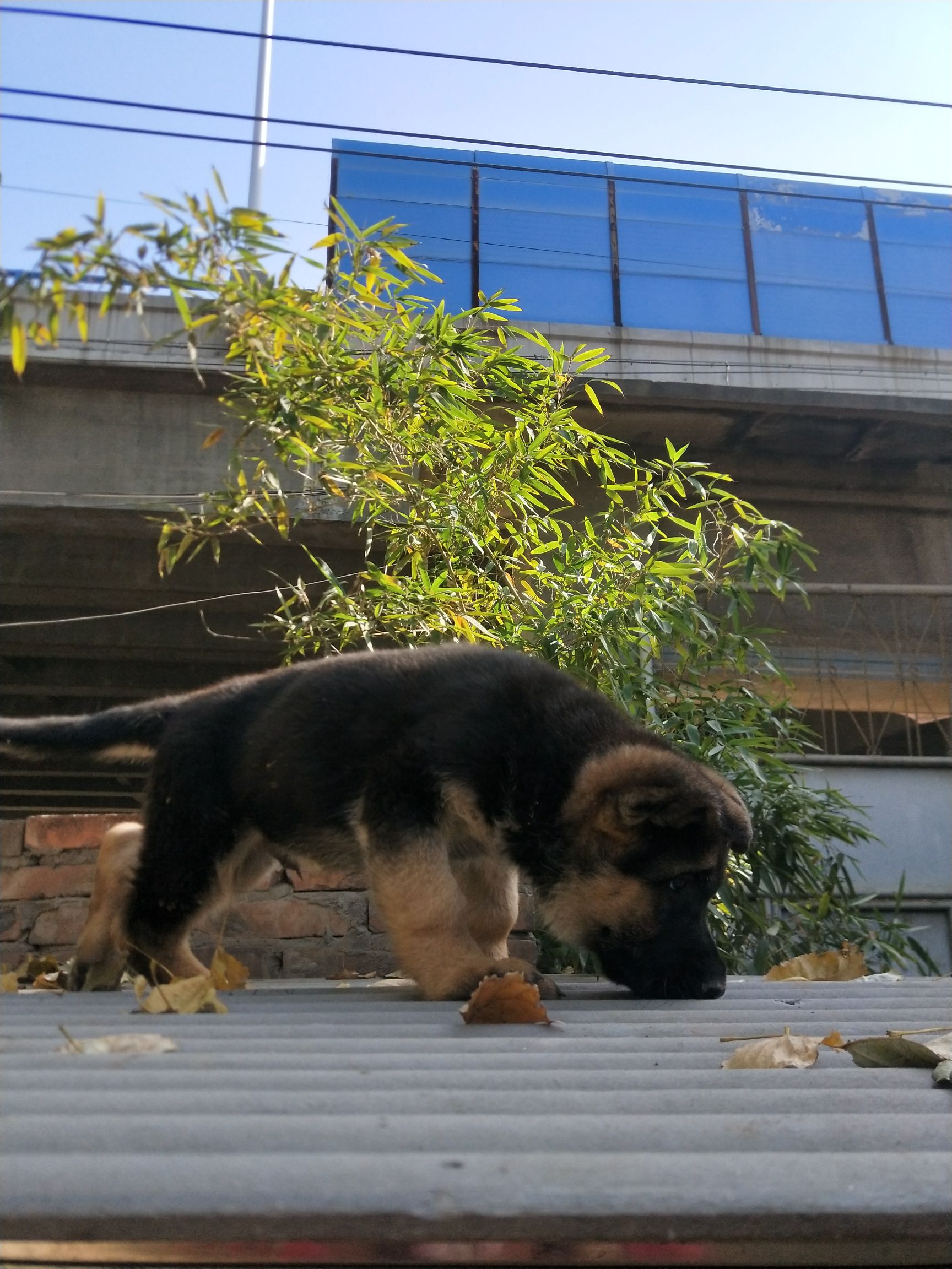 德国牧羊狗 錘系牧羊犬，疫苗已做，虫已驱，