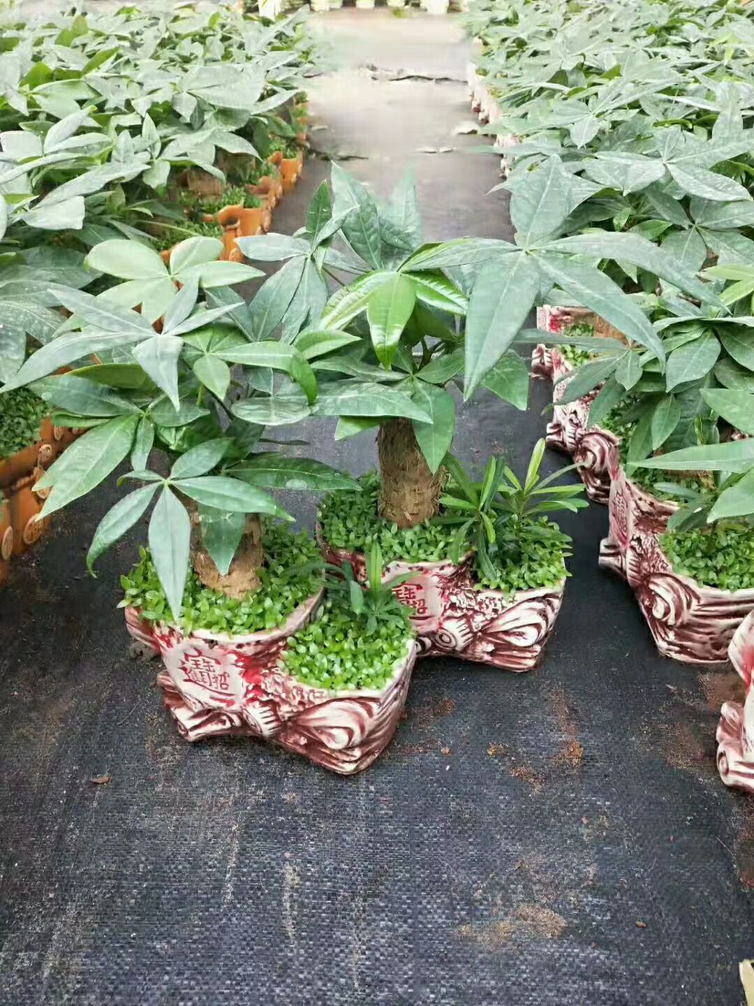  陶瓷小森林发财树