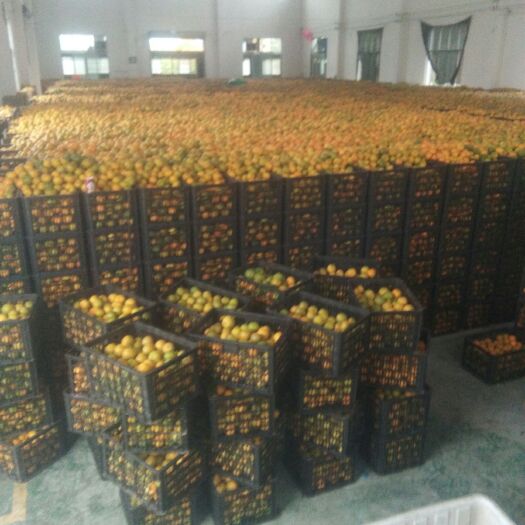 衢州椪柑 价格便宜质量有保证。信誉第一。