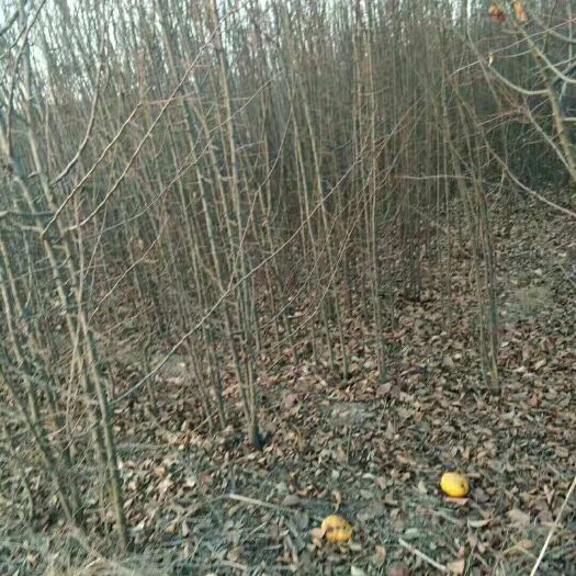  木瓜苗