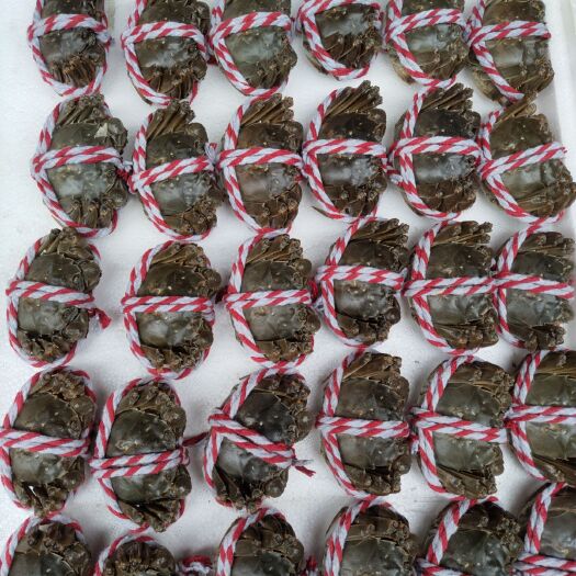 南宁 阳澄湖镇大闸蟹开卖了